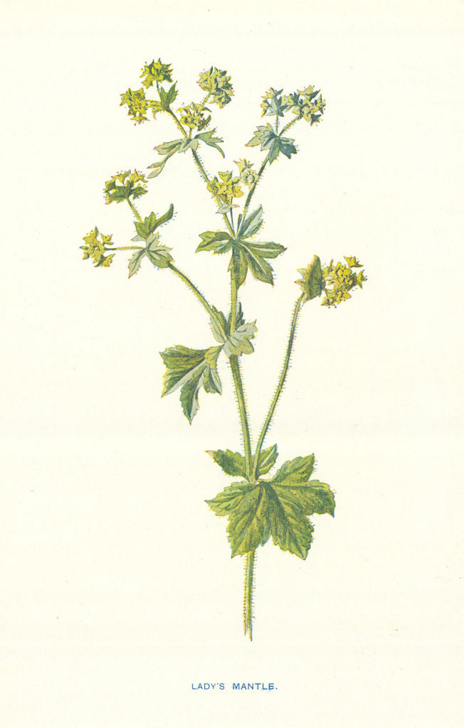 Lady's Mantle. Wild Flowers by Frederick Edward Hulme c1895 old antique print